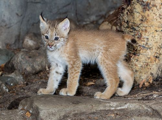 Illustration for article titled ZOMG CANADIAN LYNX TRIPLETS!!! C'EST MIGNON!!!